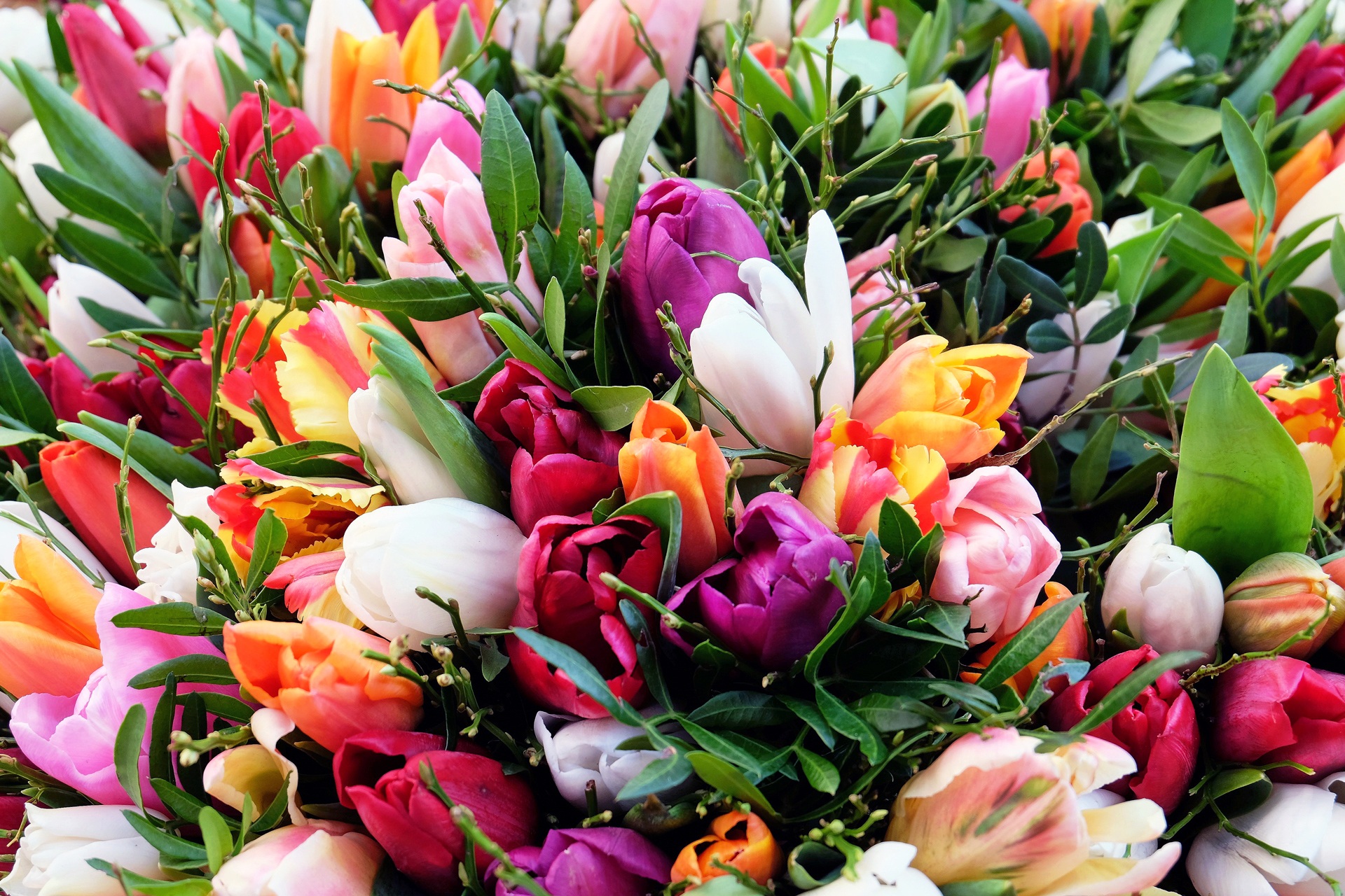 plant flower petal bloom tulip colorful flora tulip bouquet flowers tulips floristry spring flowers flowering plant flower bouquet floral design land plant flower arranging 1292082